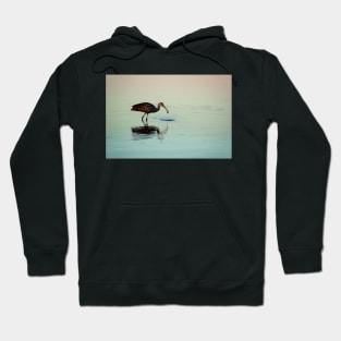 Limpkin with a Mollusk Hoodie